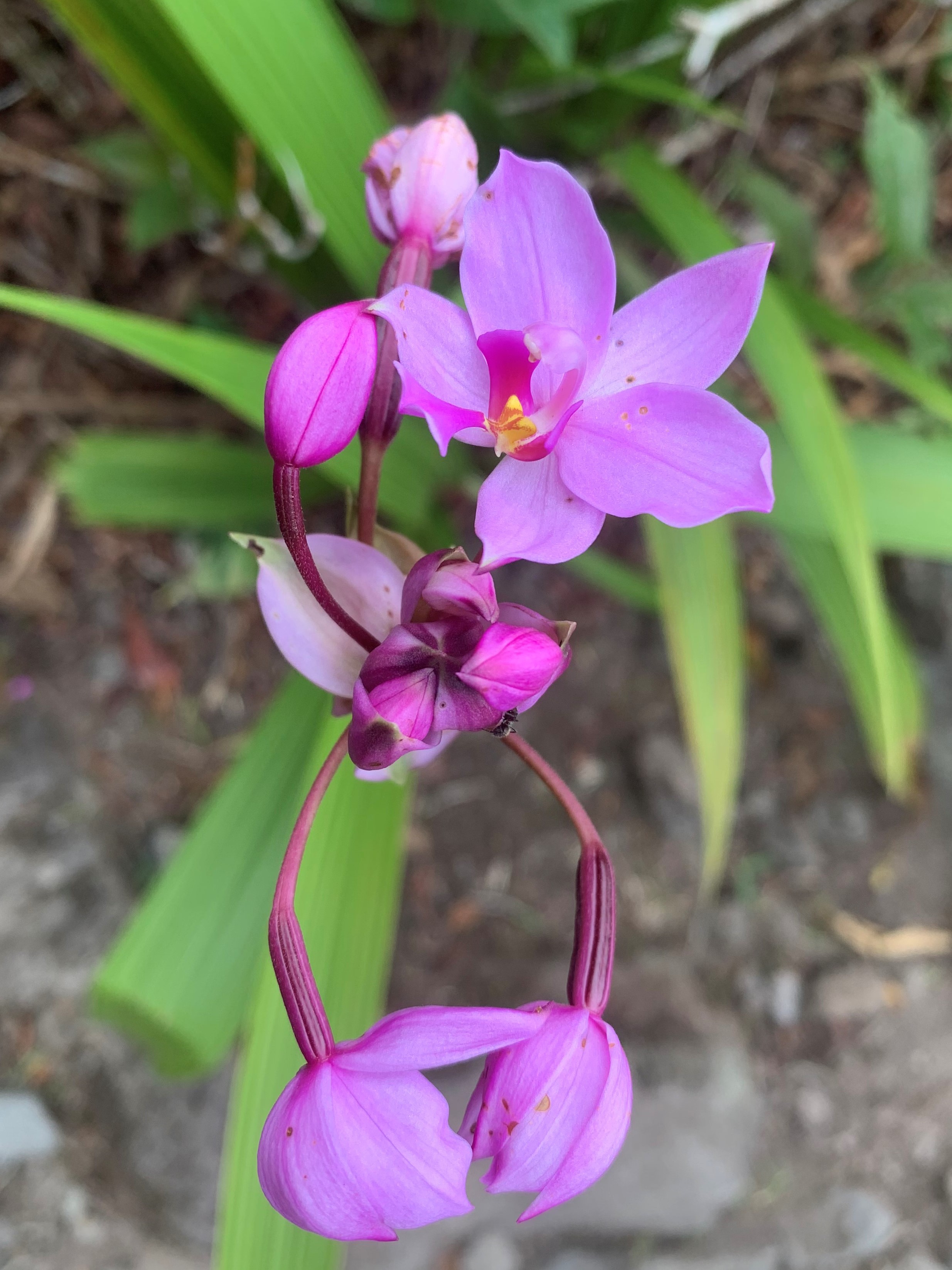 Costa Rica